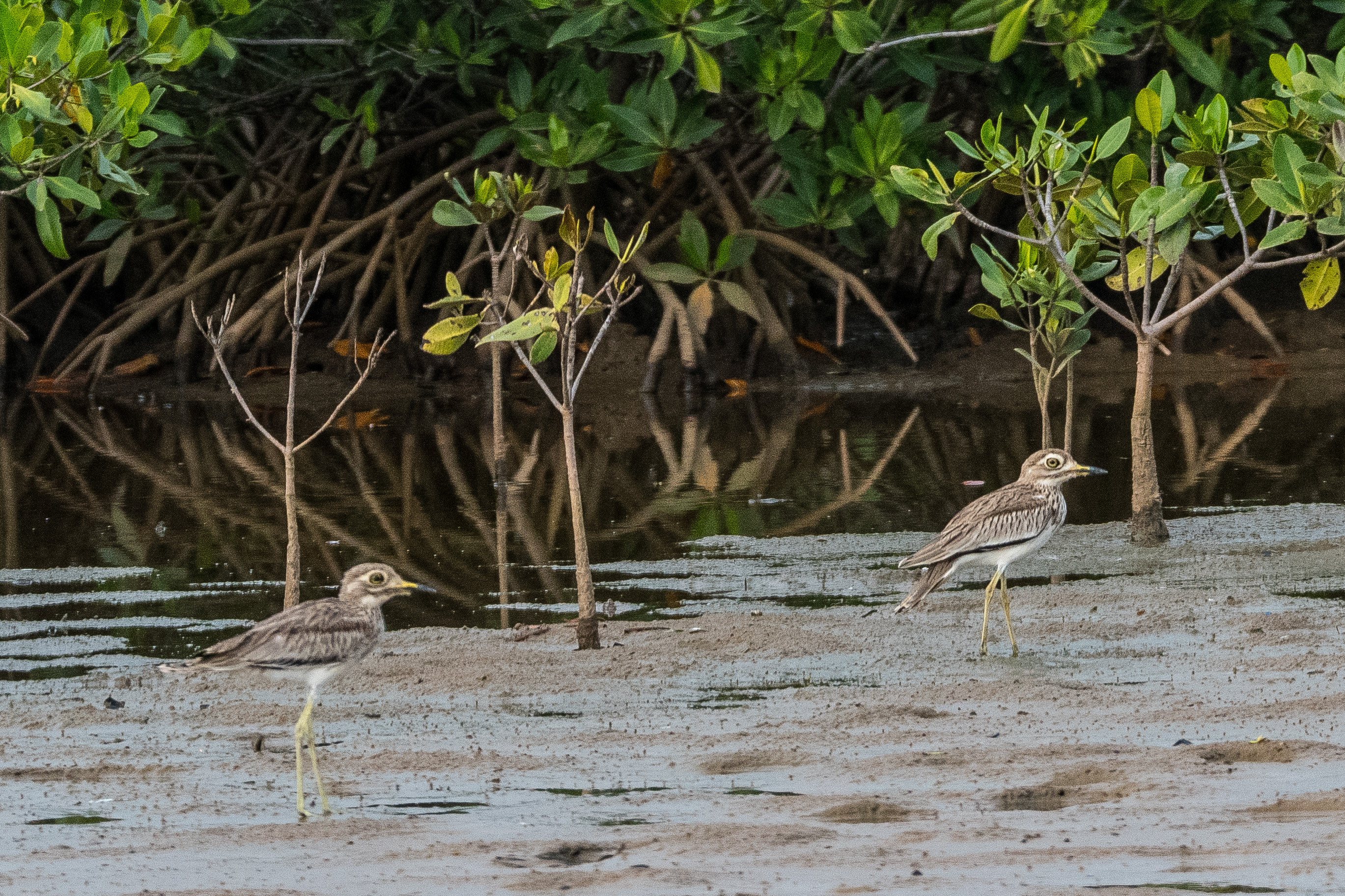 Oedicnèmes du Sénégal adultes (Senegal Thick-knee, Burhinus Senegalensis) le soir, à la lisière de la mangrove, Réserve Naturelle d'Intérêt Communautaire de La Somone, Région de Thiès, Sénégal. 